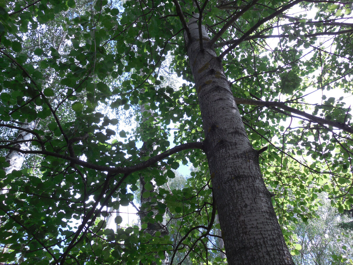 Самое шумное дерево в дальней части нашего участка  - осина