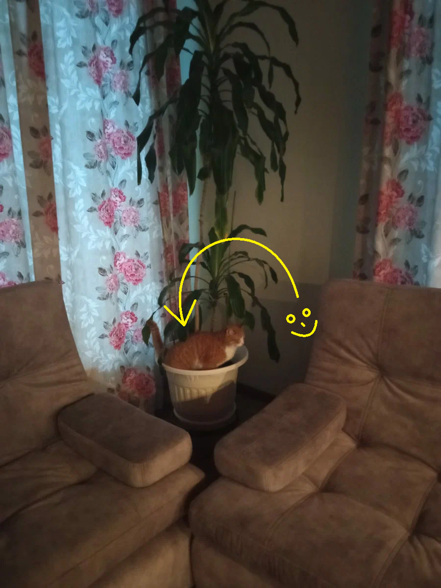 Кот 