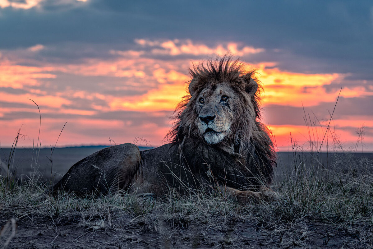 Масаи-Мара: мир дикой природы / Maasai Mara: Wildlife Crossover