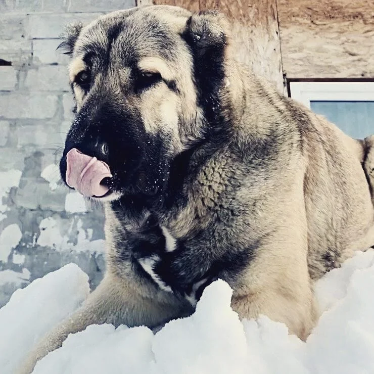 Армянская овчарка фотографии