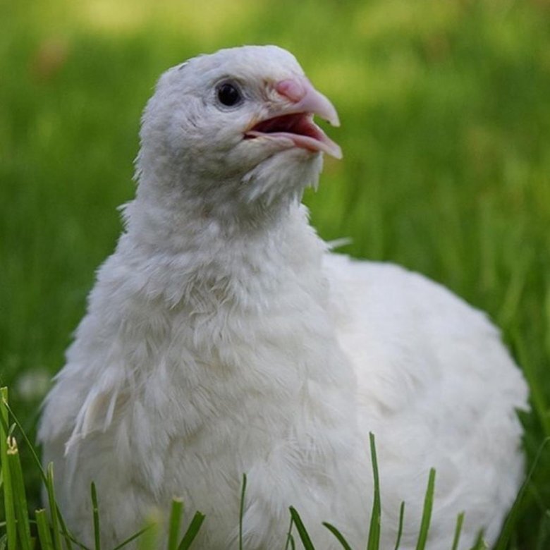 перепел породы Техасский