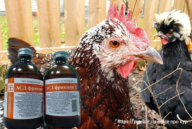 Асд-2 фракция для человека армавирская фабрика. Асд фракция 2 армавирская биофабрика. Асд фракция 2 для кур. Асд-2ф антисептик-стимулятор дорогова, фракция 2, 100 мл. Асд-фракция 2 для индюков.