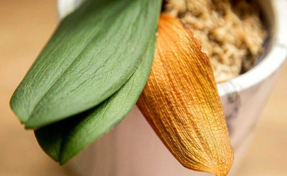 Жёлтые листья на орхидеи - самые частые причины 