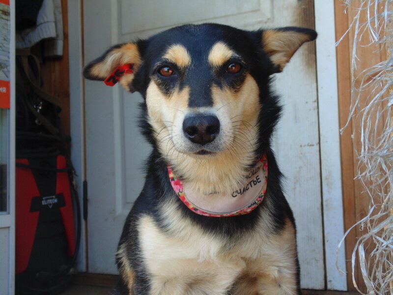 Специалисты затрудняются сказать, сколько в республике насчитывается бездомных животных. План на год – отловить 3,5 тысячи собак