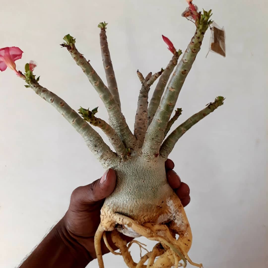 После обрезки корней@pratigangardening