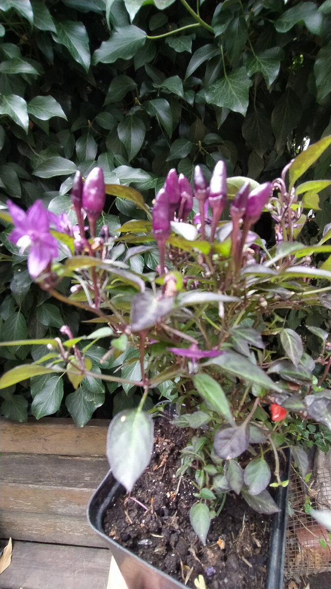 Взрывоопасный Уголёк