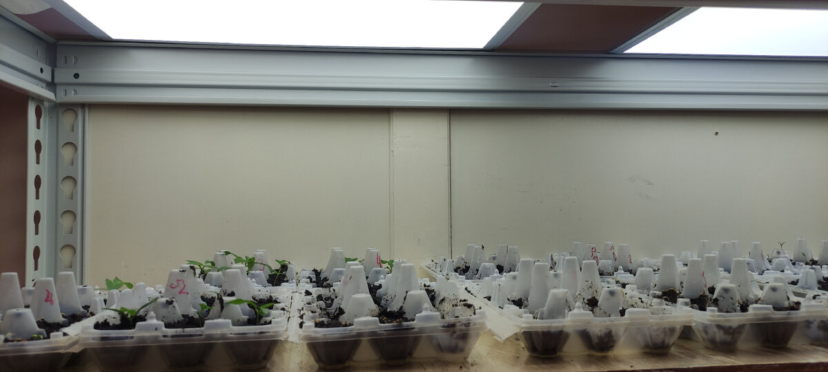 Верхняя полка. Большое количества света не дает вытягиваться росткам.