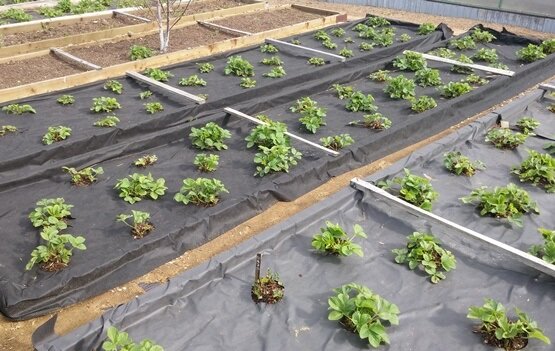 Рекомендованный период для подготовки почвы под новые кусты клубники в центральной части России и средней полосы – конец августа, начало сентября. Соответственно высаживать растения необходимо не ранее 30 дней от этого срока.