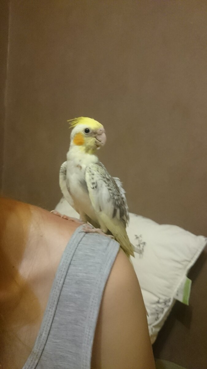 Зефир тут совсем еще лысенький птенчик )