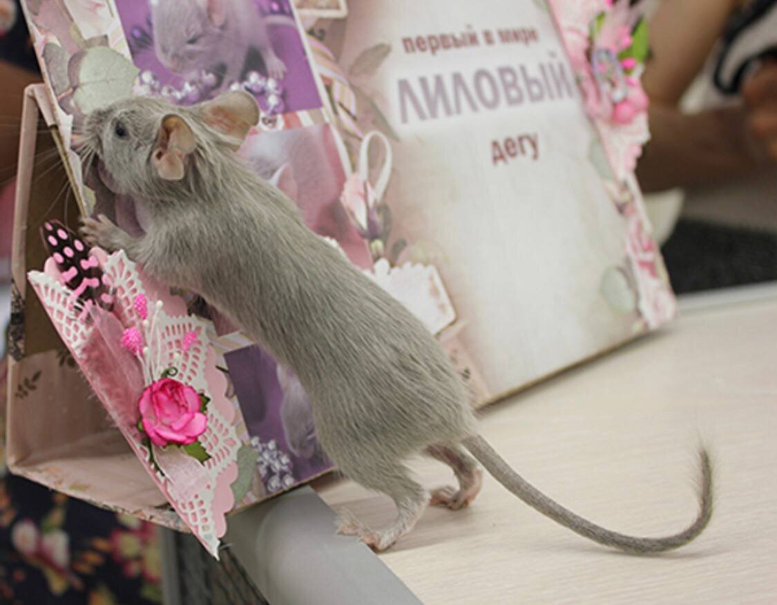 Первый в мире лиловый дегу Гармония. Фото О. Ковалевская