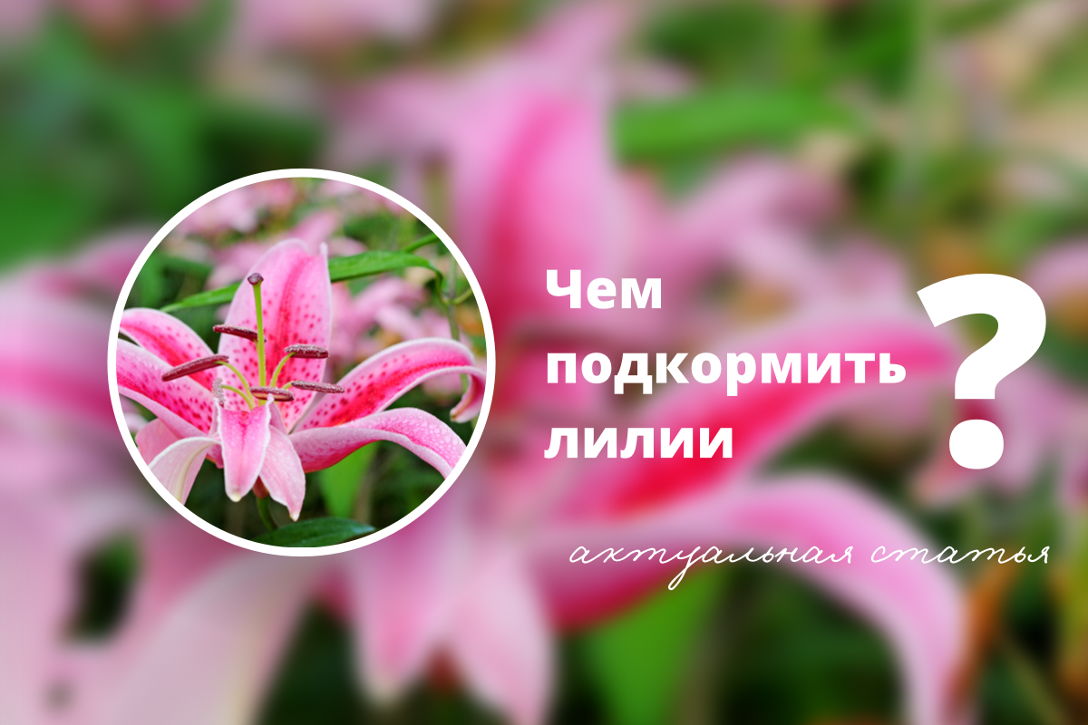 Красивые фото лилий