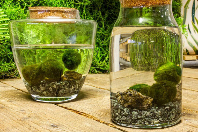 Фото: @officinaverdedesign