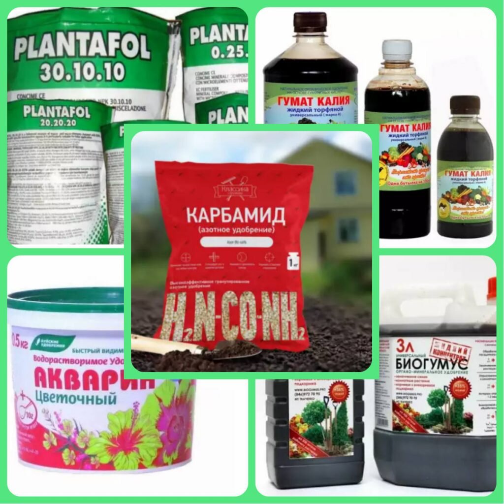 Земля для рассады петунии. Петуния ампельная рассада. Земля для рассады петунии. Пикировка ампельной петунии. Посев петунии семенами на рассаду в январе.