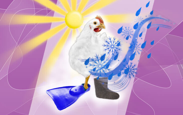 Про выращивание бройлеров в условиях экстремальной весны