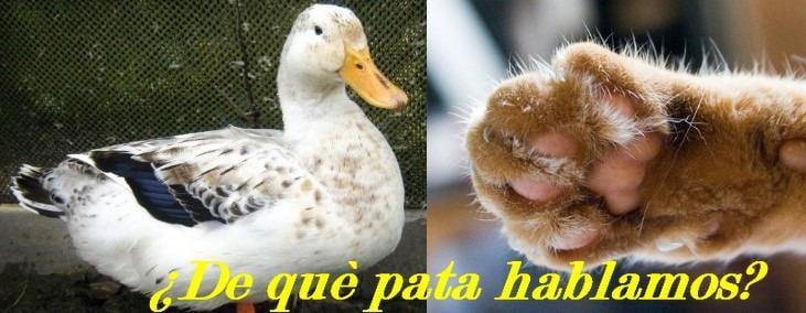 О чем речь: об утке или лапе?