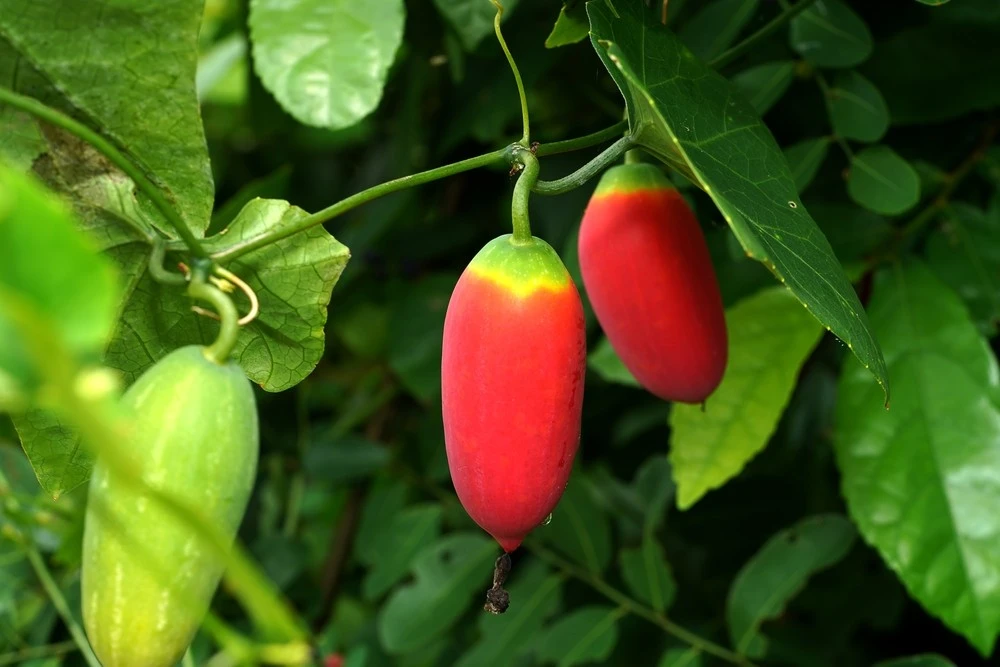 Источник картинки - www.ivd.ru