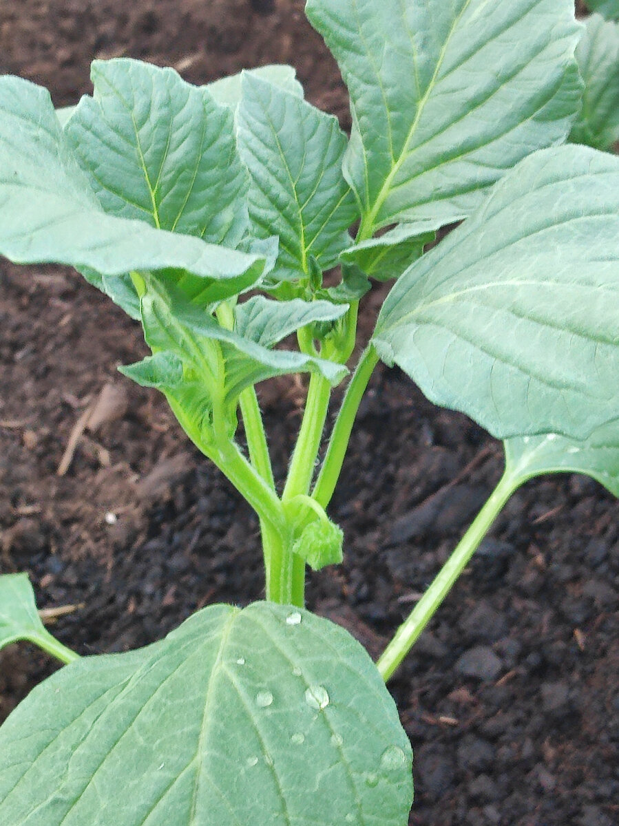 Фото автора, физалис, 11 июня 2022 г. 