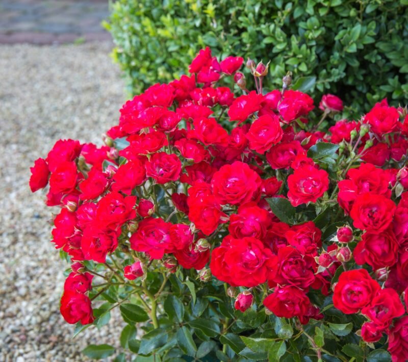 Почвопокровные розы с длительным цветением для Подмосковья и средней полосы  | Идеальный огород | Дзен