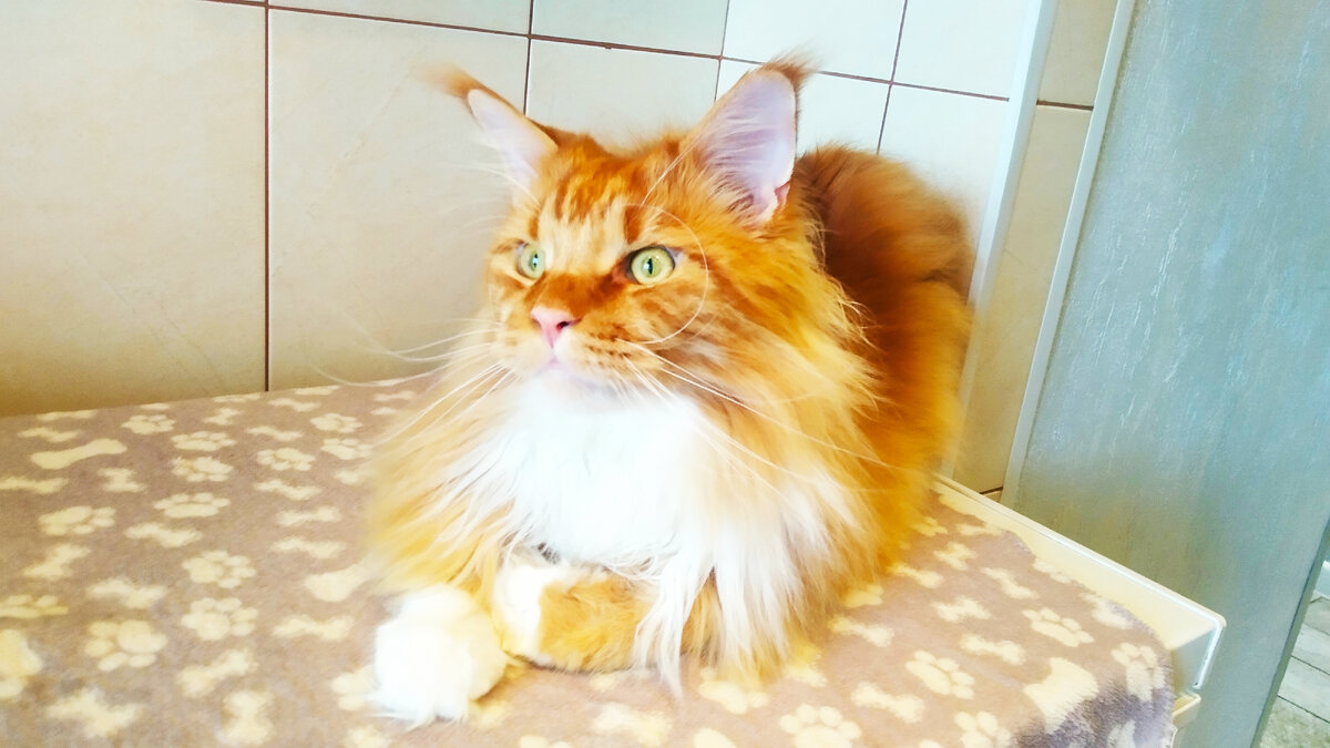 Мейн кун Степа.