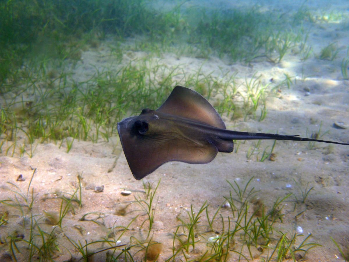 Скат-хвостокол. Если приглядеться, на хвосте можно заметить шип, находящийся в сложенном состоянии
