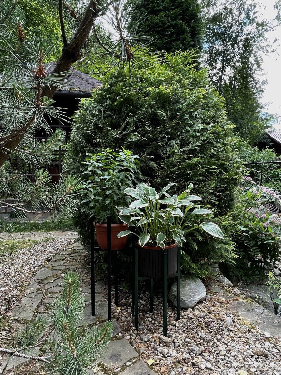 На подставках уличные растения хоста и флоксы. Собирайте растения в небольшие группы – обыгрывайте разные уровни, смешивайте формы, наслаивайте друг на друга разные горшки. 