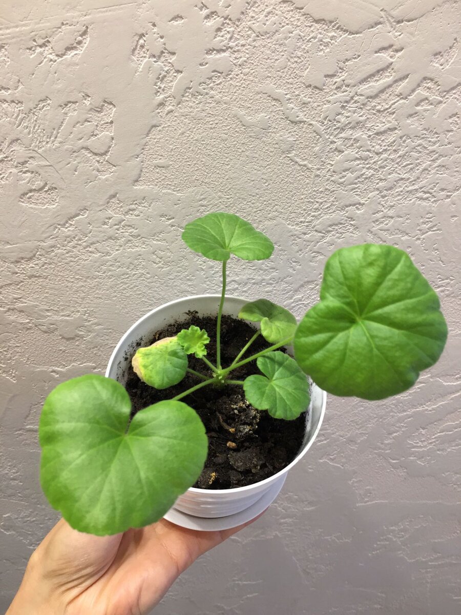 Пеларгония