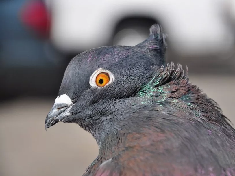 Рис. 1. Голубь индийский павлин. Гребень на голове птицы — результат единичной мутации в гене EphB2 [3]