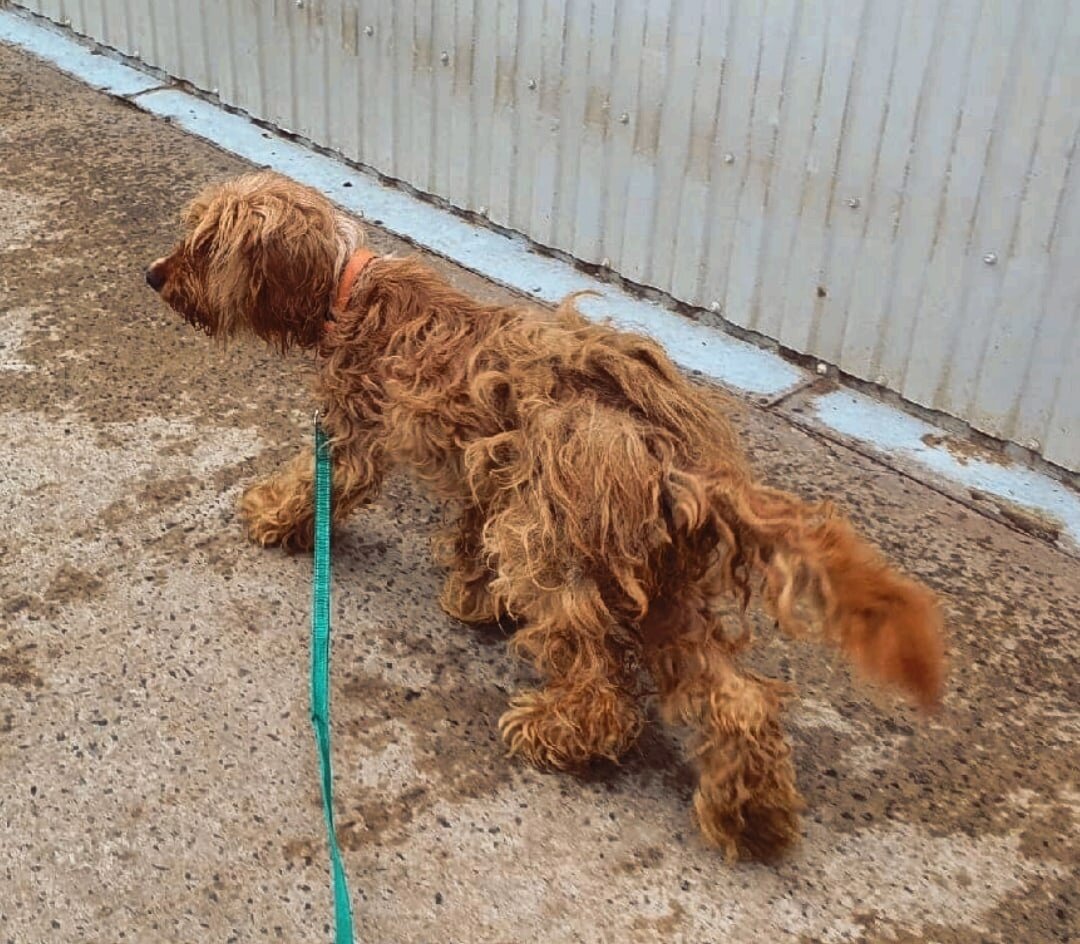 Пес покинул отлов