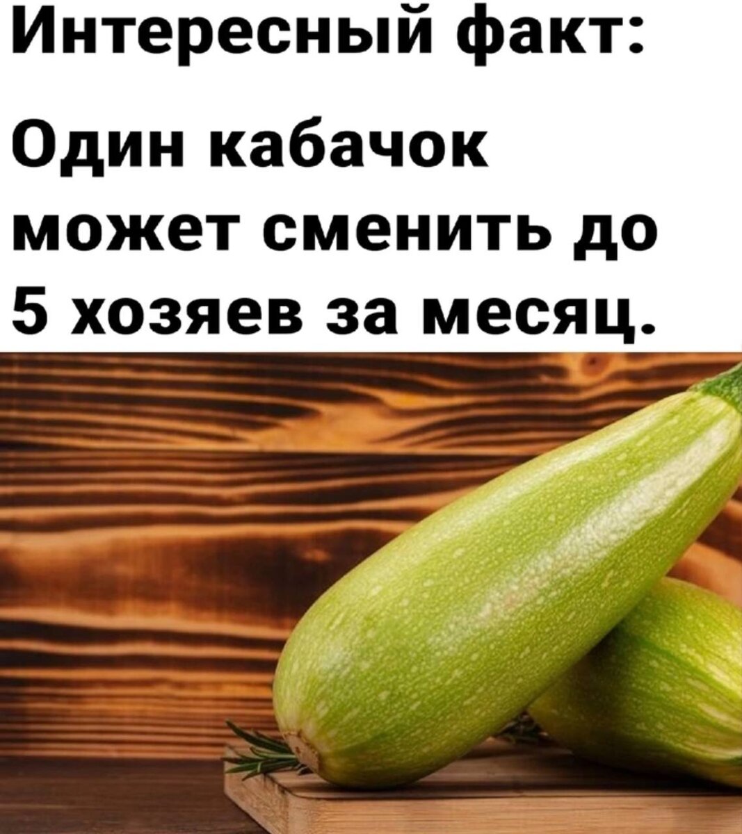 Смешной кабачок