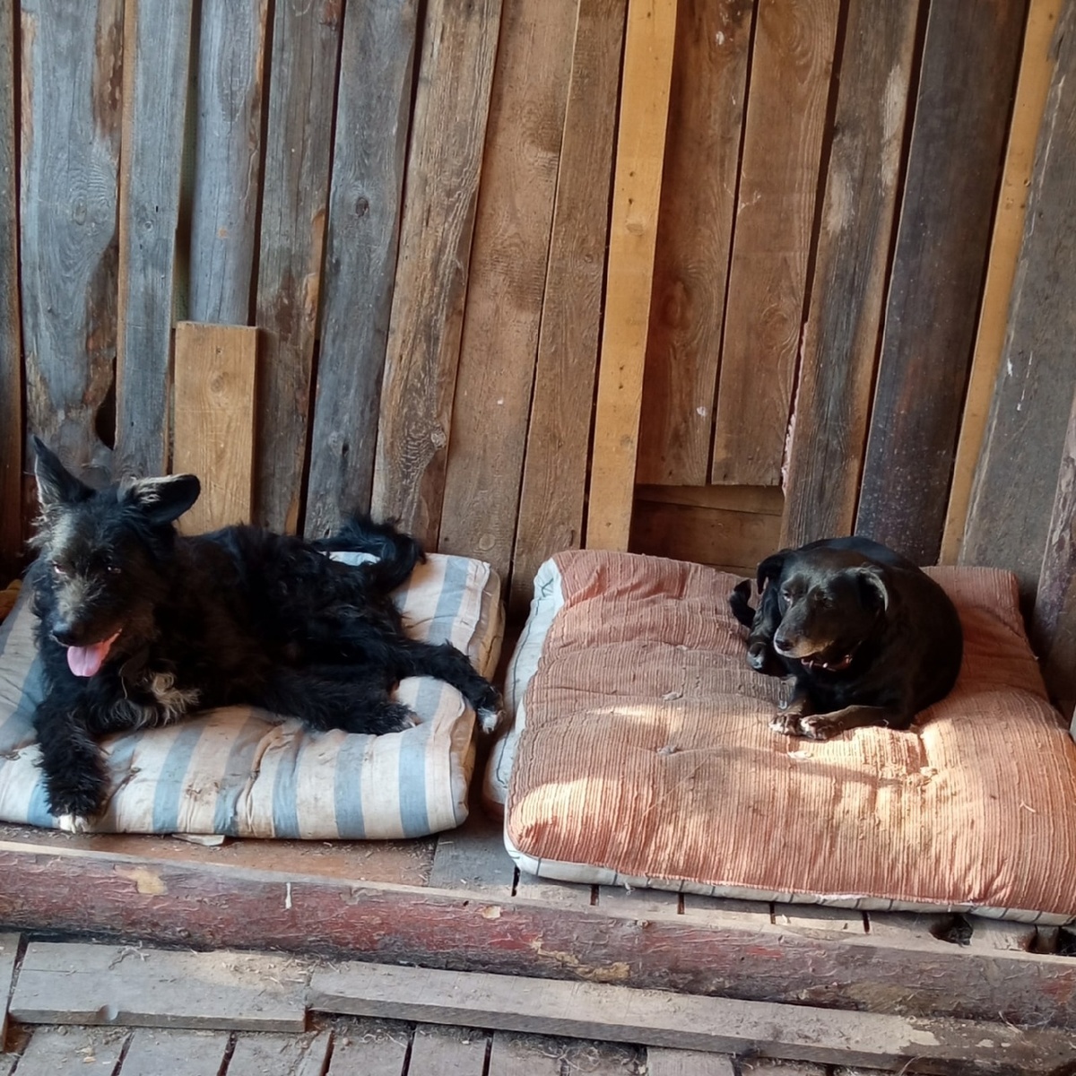 Чапа и Будулай