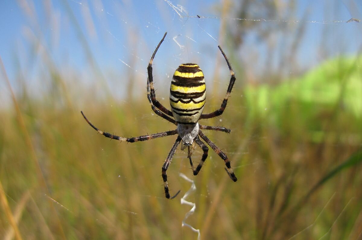    Изменение климата позволило пауку Аргиопа начать обживать нижегородские земли.