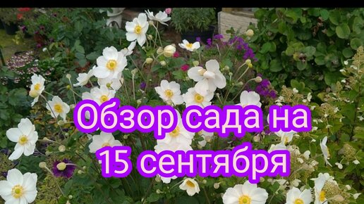 ОБЗОР САДА НА 15 СЕНТЯБРЯ 🤗💐