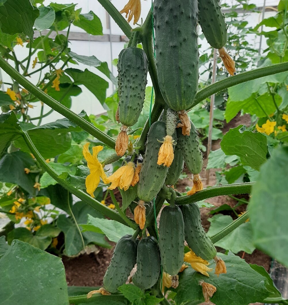 Партенокарпический гибрид огурцов