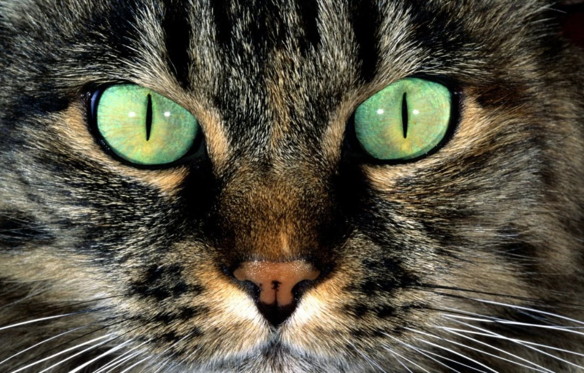 Глаза кошки