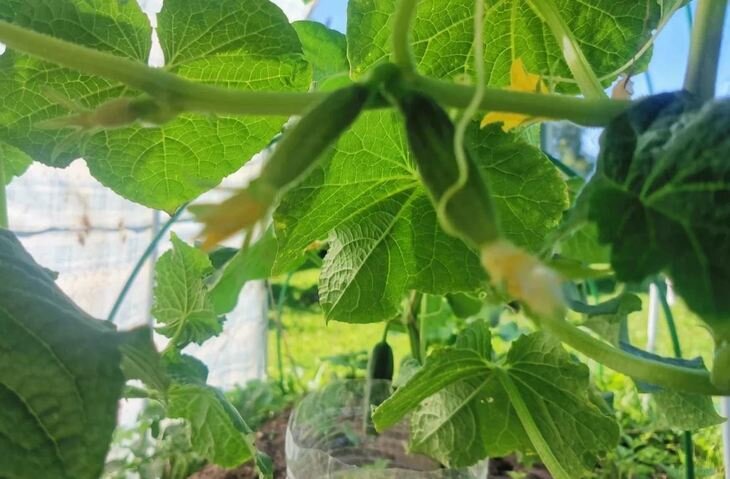    Что посадить в теплицу с огурцами – 5 шагов к идеальной паре