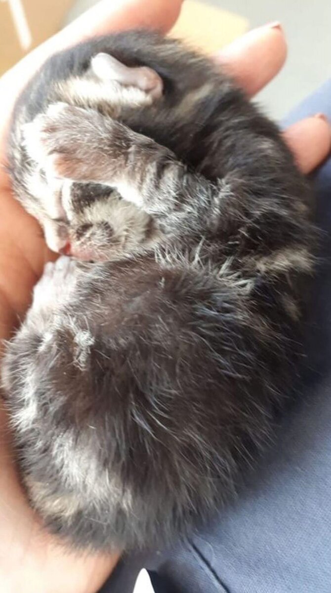 Котенок. Источник фото: https://kittencatpost.com/rescues/she-sees-something-falling-from-the-sky/attachment/sky-kitten-main/