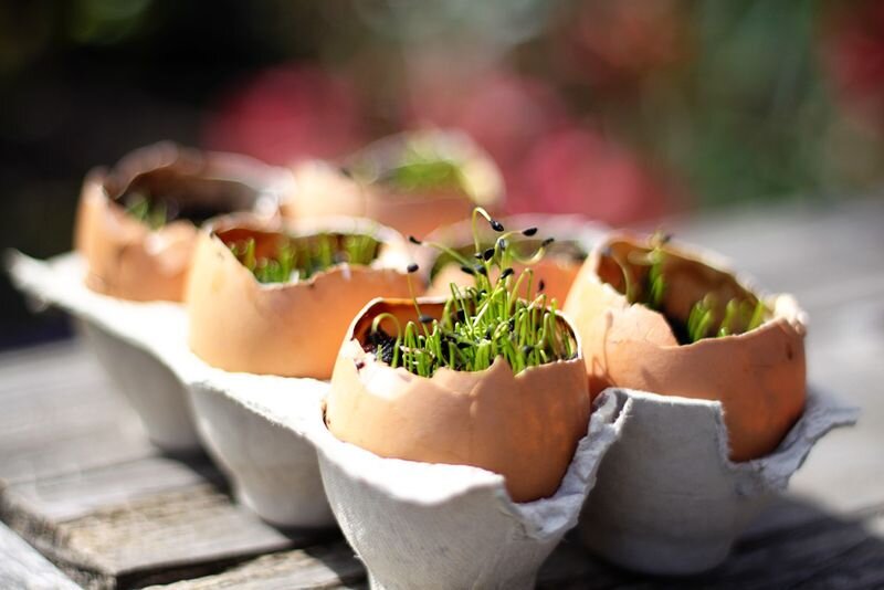 Зачем закапывать яйца в огороде: лайфхак для дачников