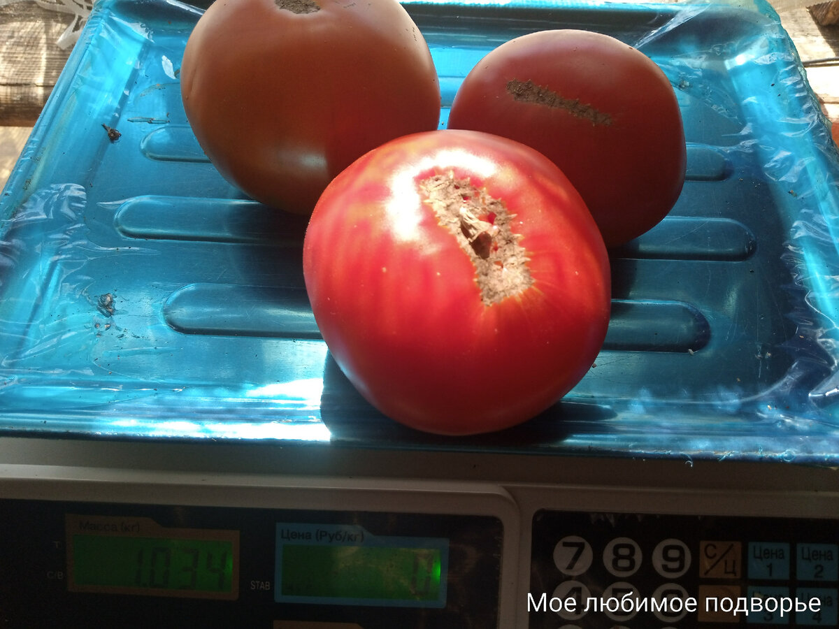 Как выглядят настоящие помидоры File:Tomato  Wikipedia