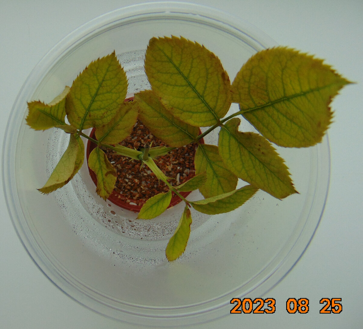 Вид сверху на черенок розы Гейша в мини-парнике десять дней назад