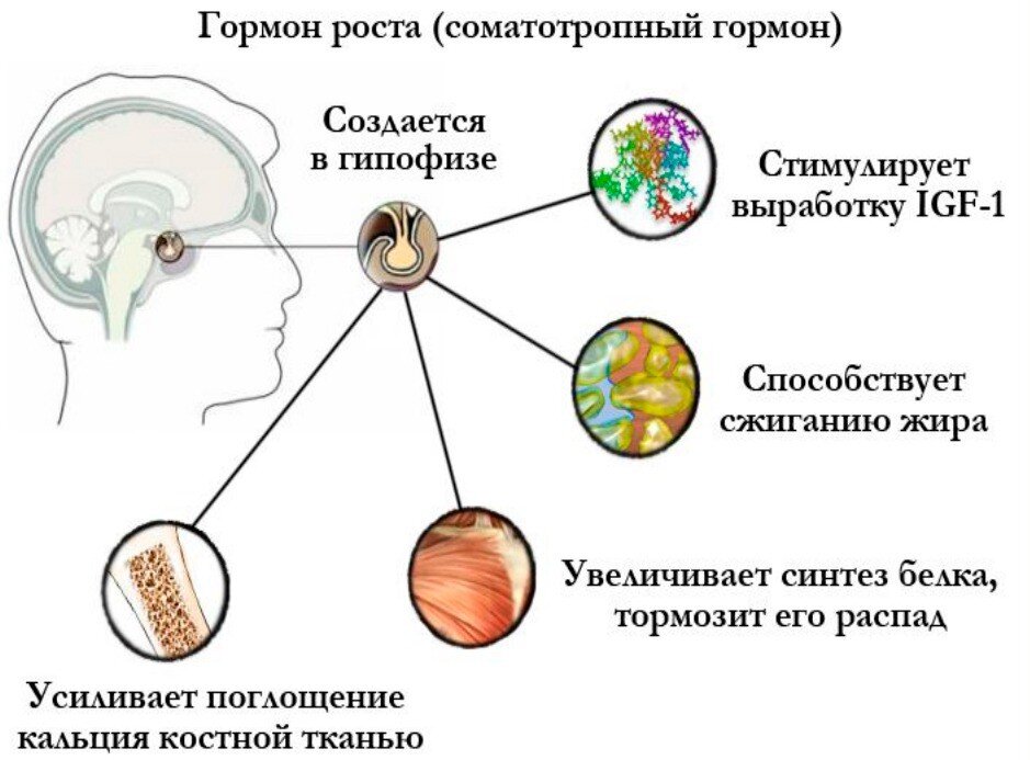 Зачем нужен гормон роста?  Сегодня мы поговорим об очень интересном гормоне, а именно "гормоне роста".