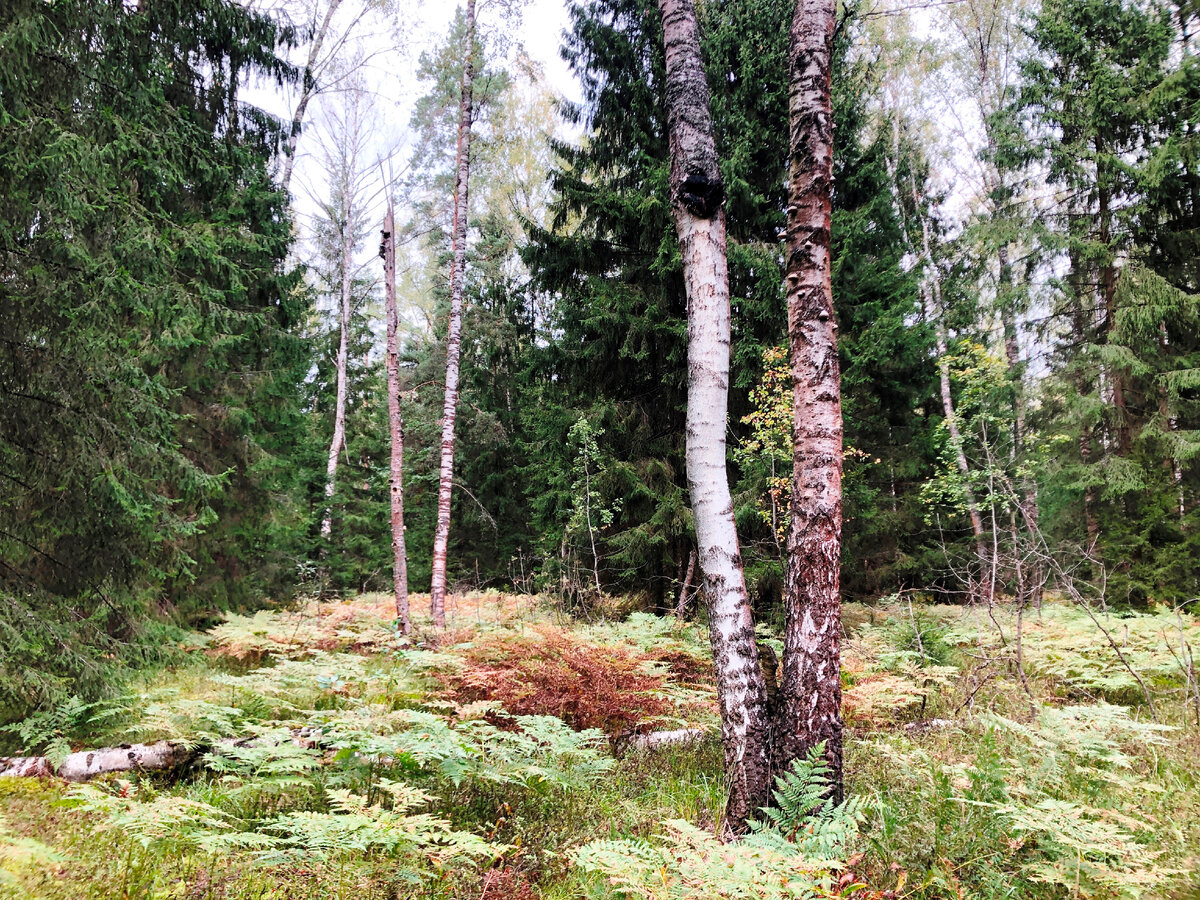 Чага, высоко, без лестницы или шеста, не достать.