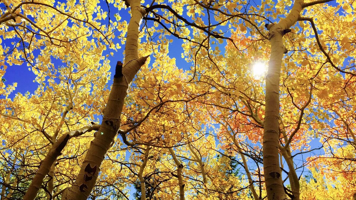     Сентябрьская температура в ХМАО достигла абсолютного максимума. Рекорд был установлен в Ханты-Мансийске, где столбик термометра поднялся до отметки +23 градуса.