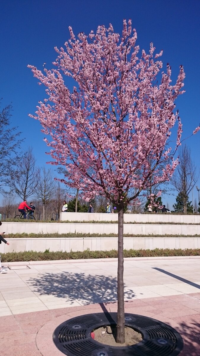 Моё первое фото из парка Краснодар. Апрель 2019