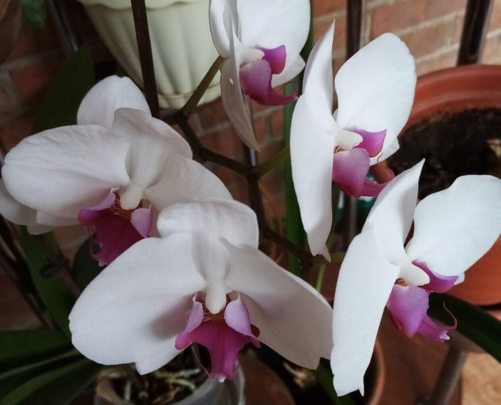 Фото цветов из частной коллекции Татьяны Ждановой