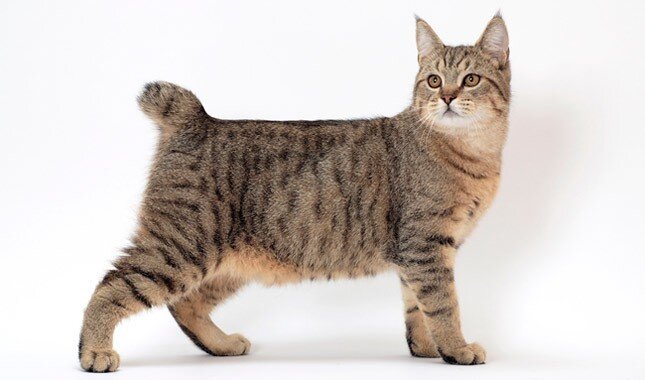 Коты с коротким хвостом порода фото Топ 10 самых злых пород кошек Live Animals Дзен
