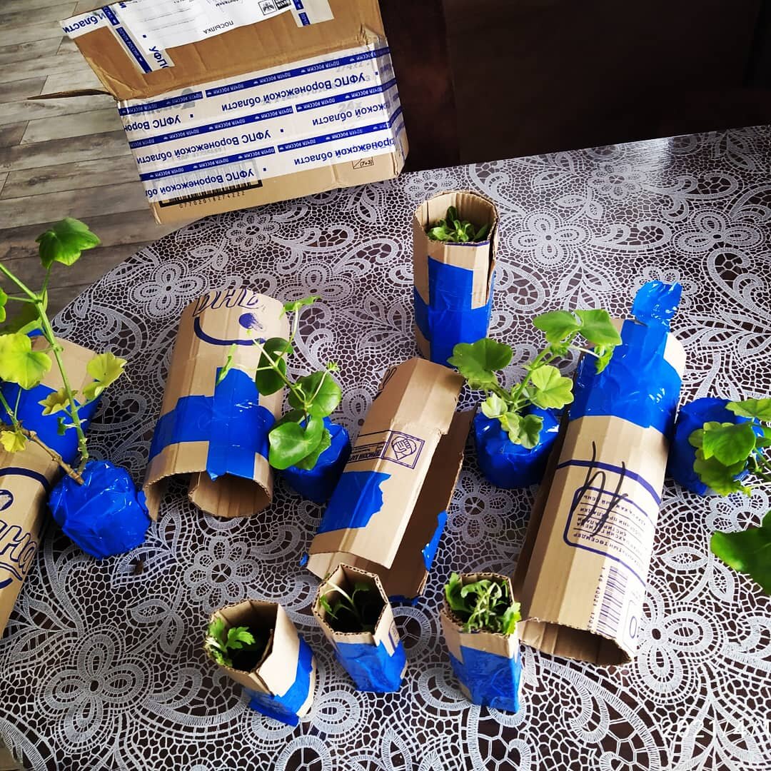 Каждый черенок был хорошо упакован в картон