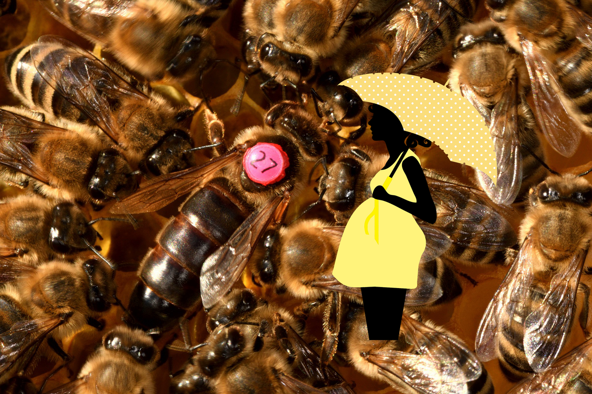 маточное молочко 6 букв