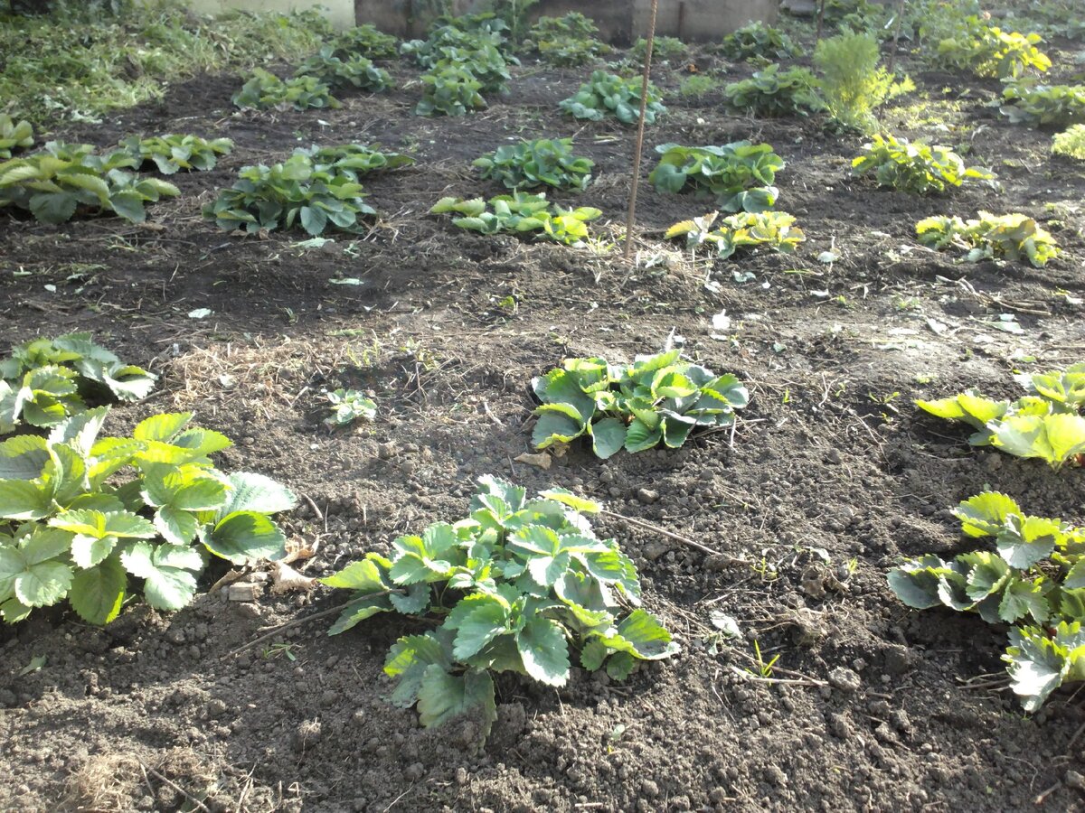 Моя земляника осенью