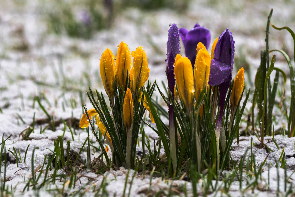 Фото из открытого источника в сети. Красиво. Потом автора найдем. Первые цветы в апреле