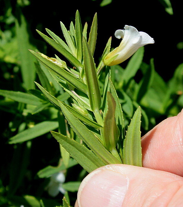 Авран. Источник изображения: molbiol